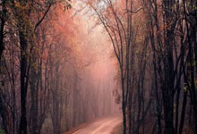 爱游戏：网球——墨西哥公开赛：马哈奇夺冠.